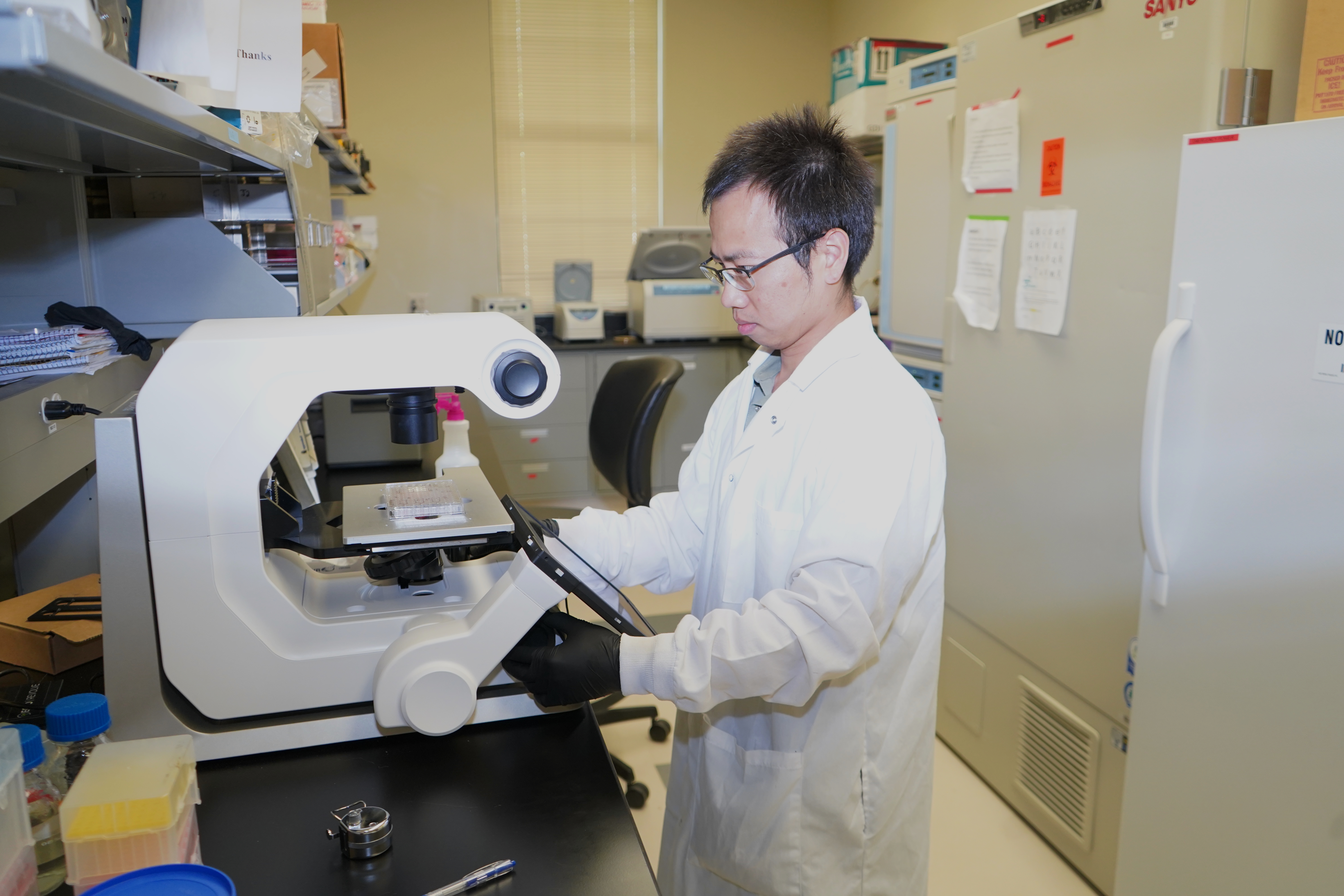 AgCenter scientists advance theory on fat cells 